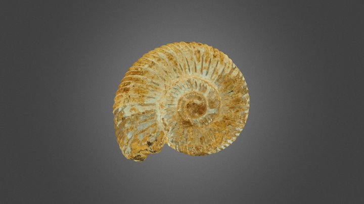 FT_Ammonite_20250801 3D Model
