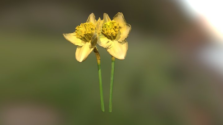 Daffodill - 3D Scan 3D Model