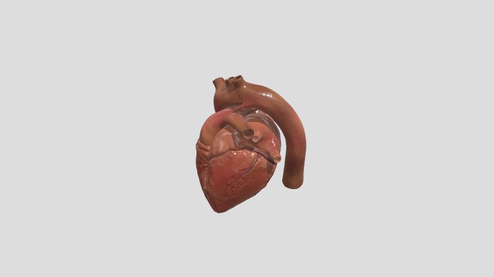 Heart 3D Model