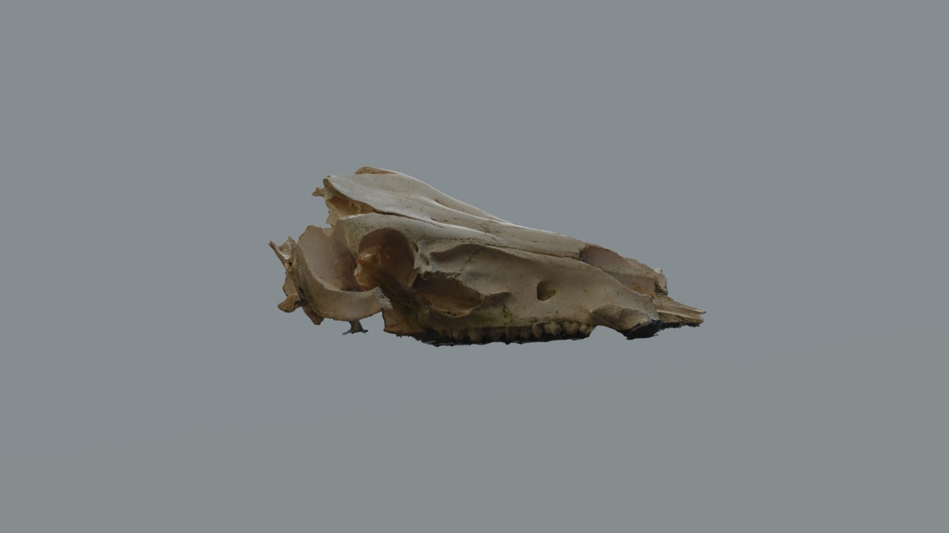 SCAN 3D CRANE ANIMAL