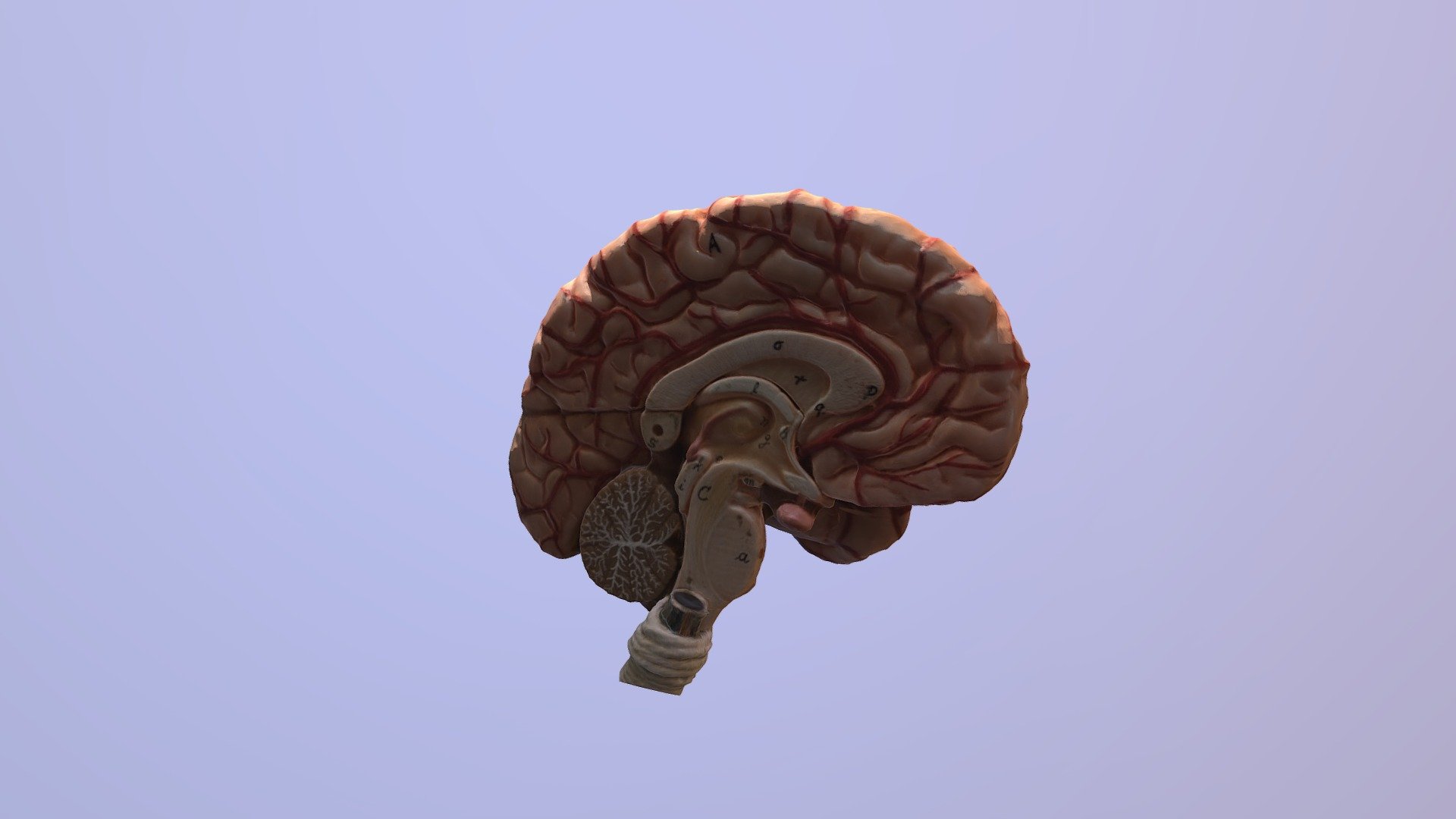 Half Brain