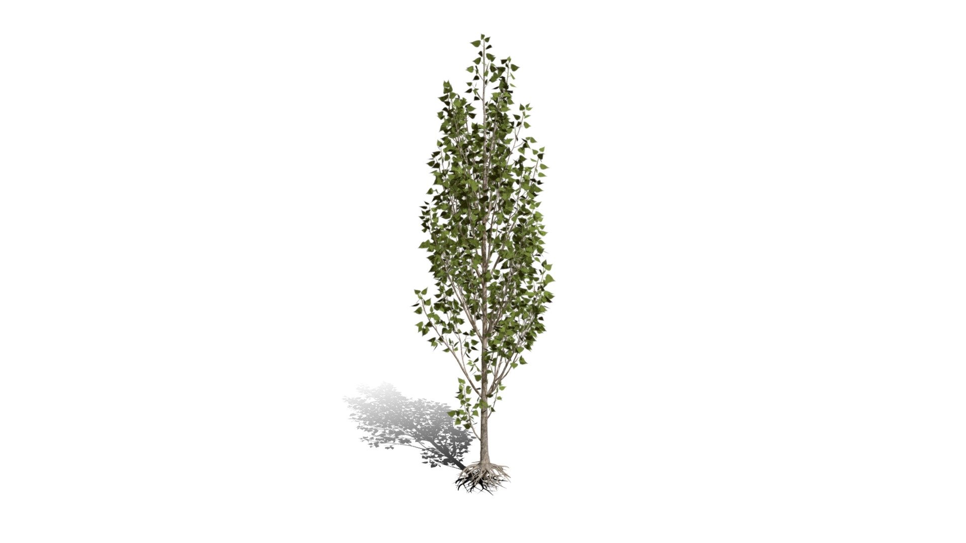 Realistic HD Black poplar (1/105) - Download Free 3D model by ...