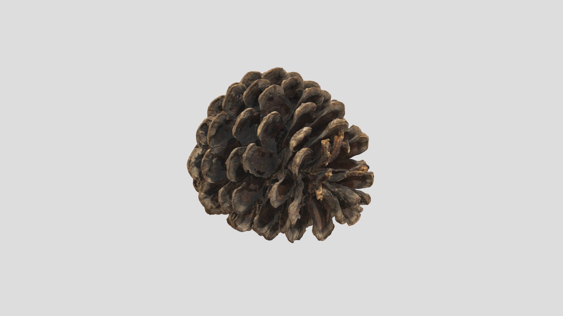 Pine cone