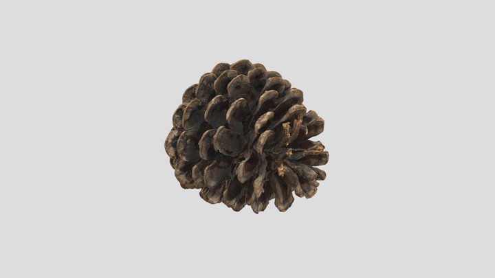 Pine cone 3D Model
