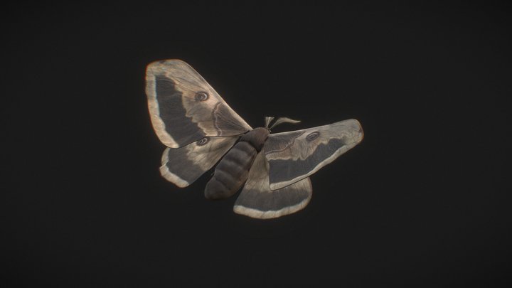 Animated Peacock Moth 3D Model