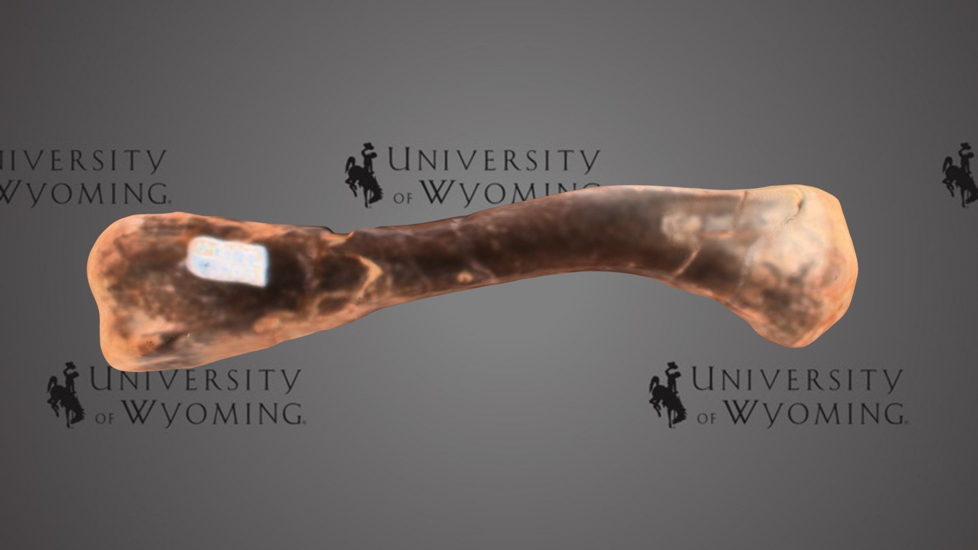 UW 43905 - Crocodylia, Left Humerus