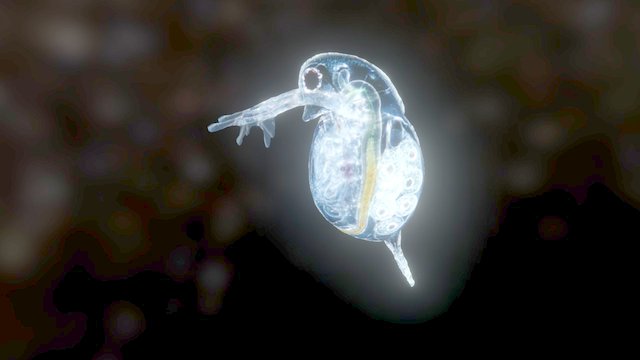 02waterflea4 3D Model