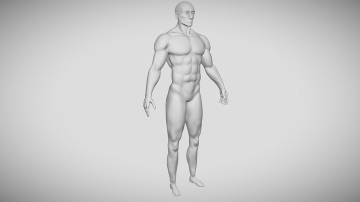 Human male anatomy study 3D Model