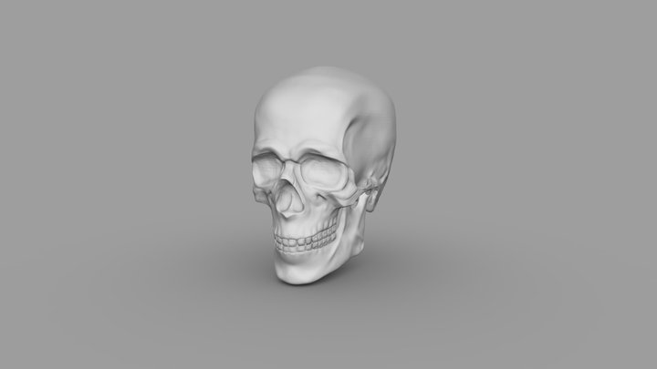 Head Skull Practice 3D Model
