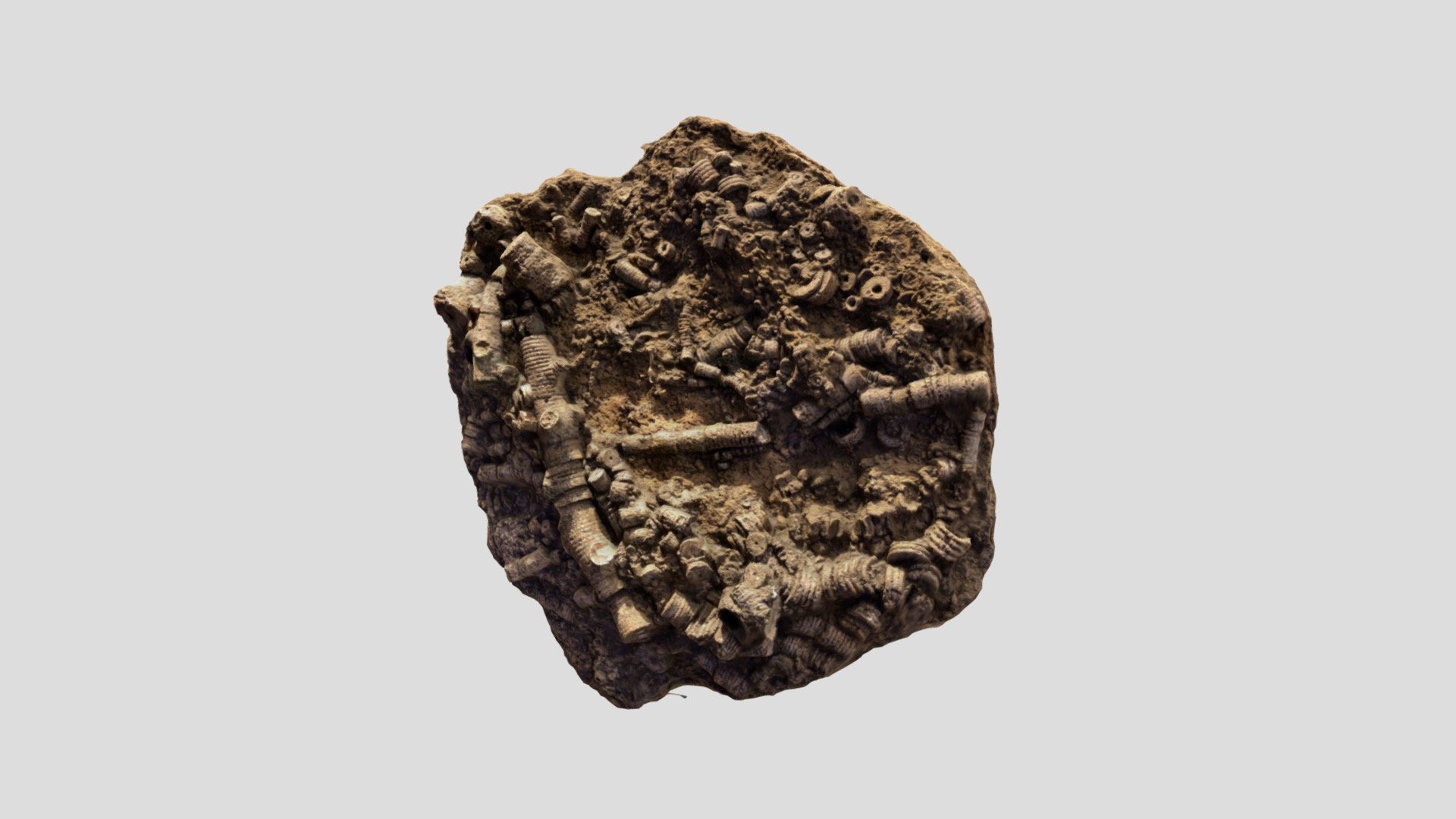Fossilized Sea Plants