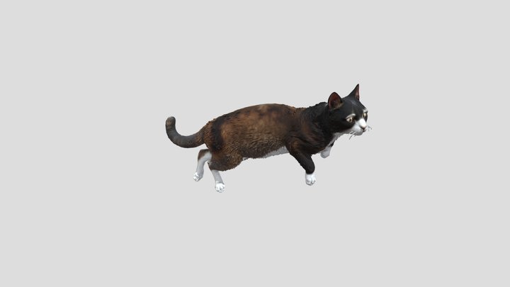 Relaxed_ Tuxedo_ Cat_2025_texture_fbx