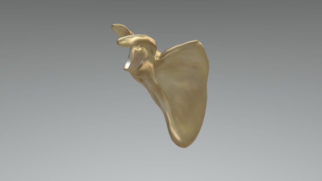 scapula - 3D model by justincoo [1c418ce] - Sketchfab