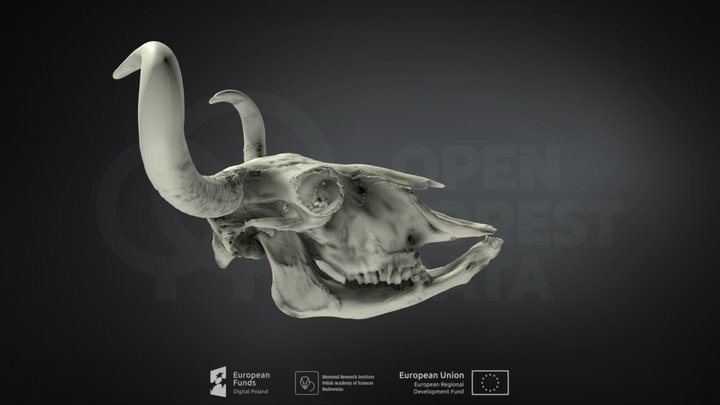 Bison bonasus (European bison) (Żubr europejski) 3D Model