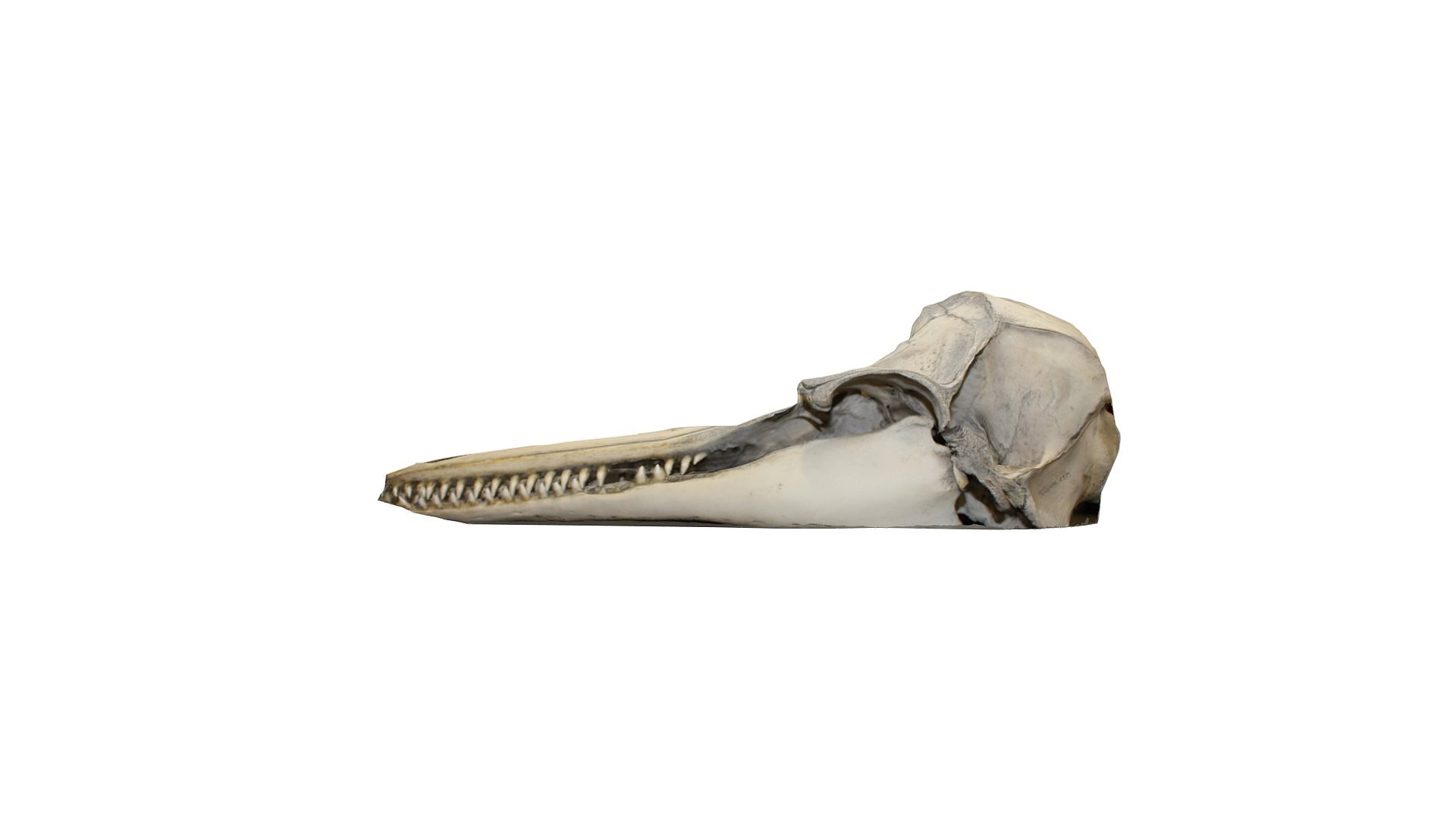 Dolphin 3D Model