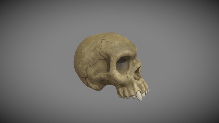 Vampiric Stylized Skull 3D Model