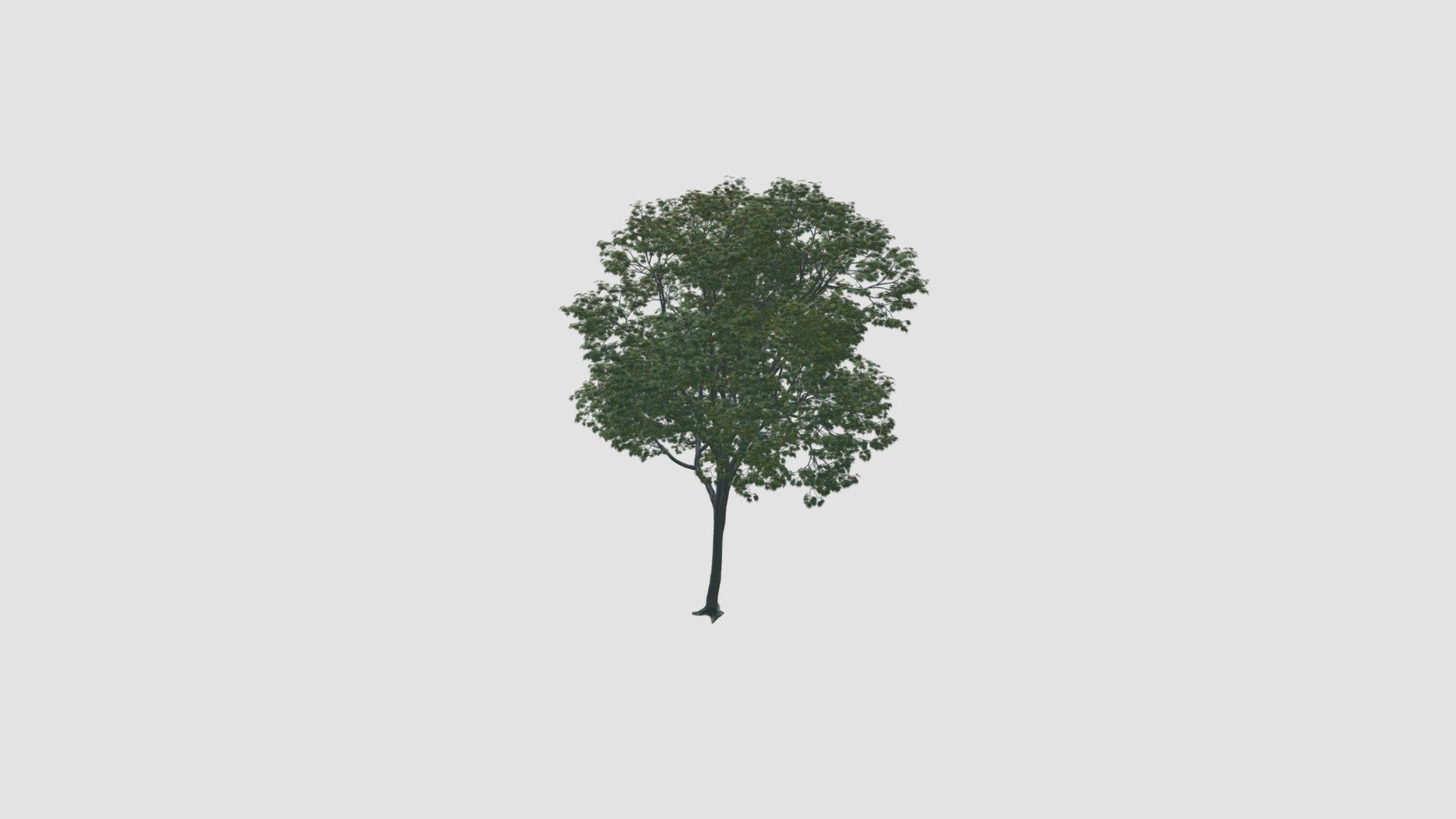 tree - Buy Royalty Free 3D model by Evermotion [1c459aa] - Sketchfab Store