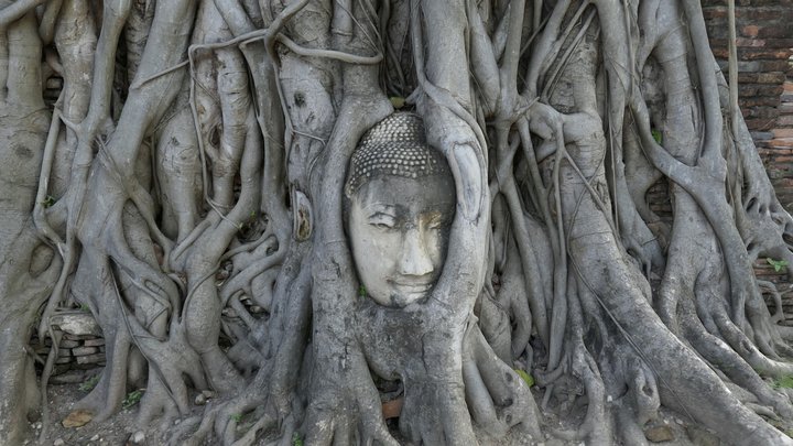 Buddha head embedded in a Banyan tree 3D Model