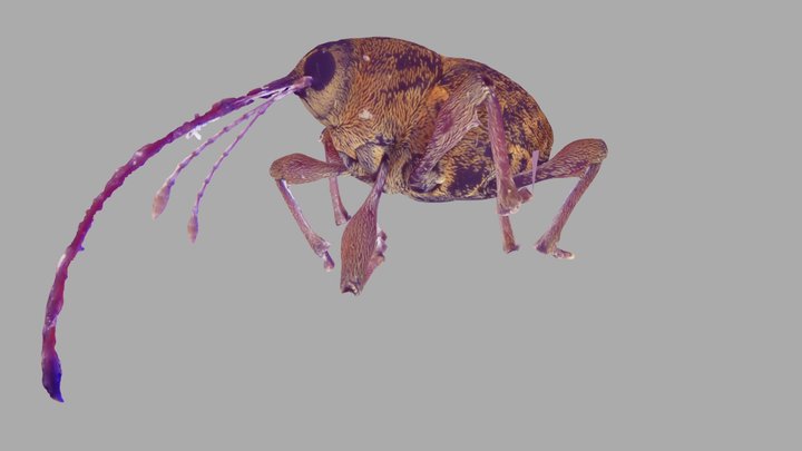 Acorn weevil (Curculio) 3D Model