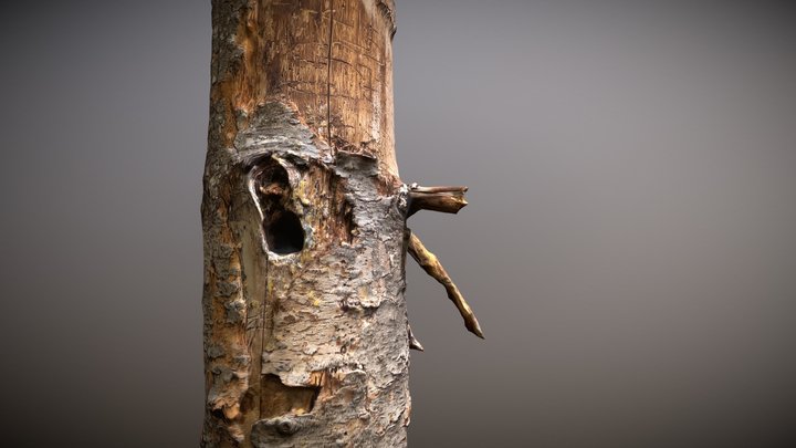 Red-breasted Nuthatch nesting cavity 3D Model