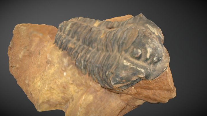 Trilobite1 CRP 3D Model