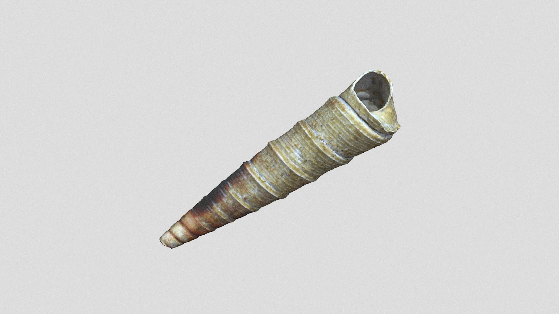 Turritella GA19 - Download Free 3D model by Atlante virtuale 3D ...