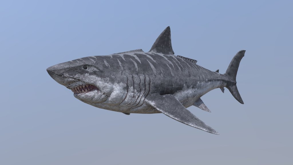 SharkBite - A 3D model collection by lucianoinlive5 - Sketchfab