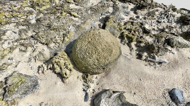 化石サンゴ 3D Model