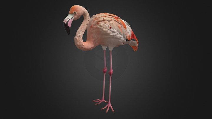Greater Flamingo – Resting Rigged Bird
