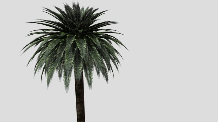 PalmTree 3D Model