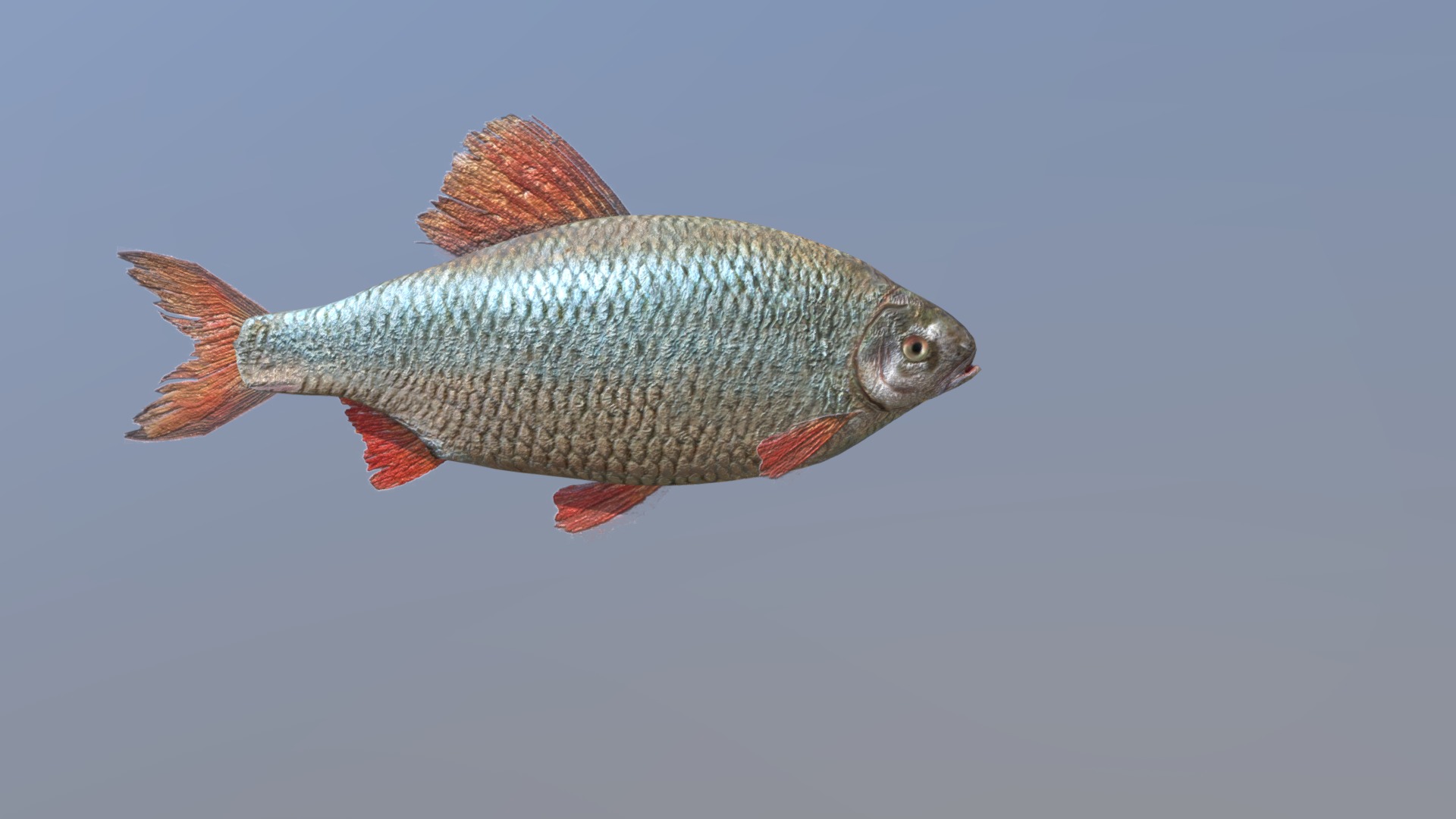 3D model Fish - This is a 3D model of the Fish. The 3D model is about a fish in the water.
