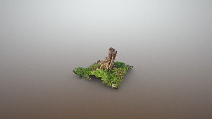 Tree Stump Upload 3D Model