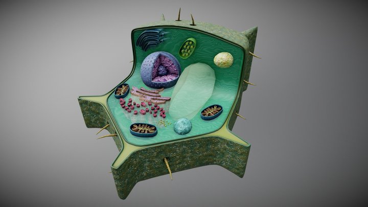 Plant Cell - Cell Structure 3D Model