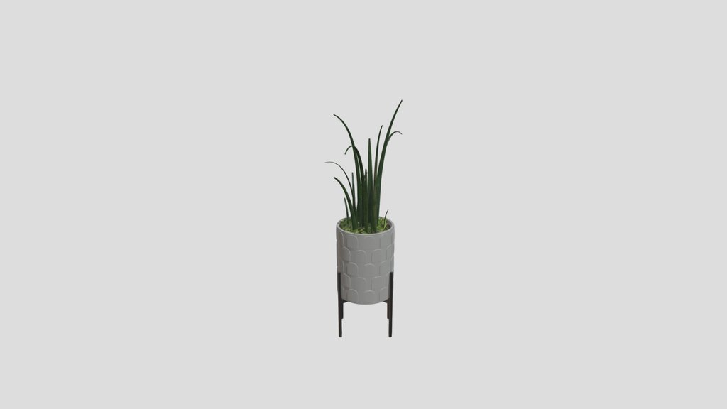 Dieffenbachia In Modern Patterned Pot