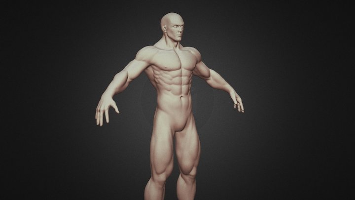 Anatomy study WIP 3D Model