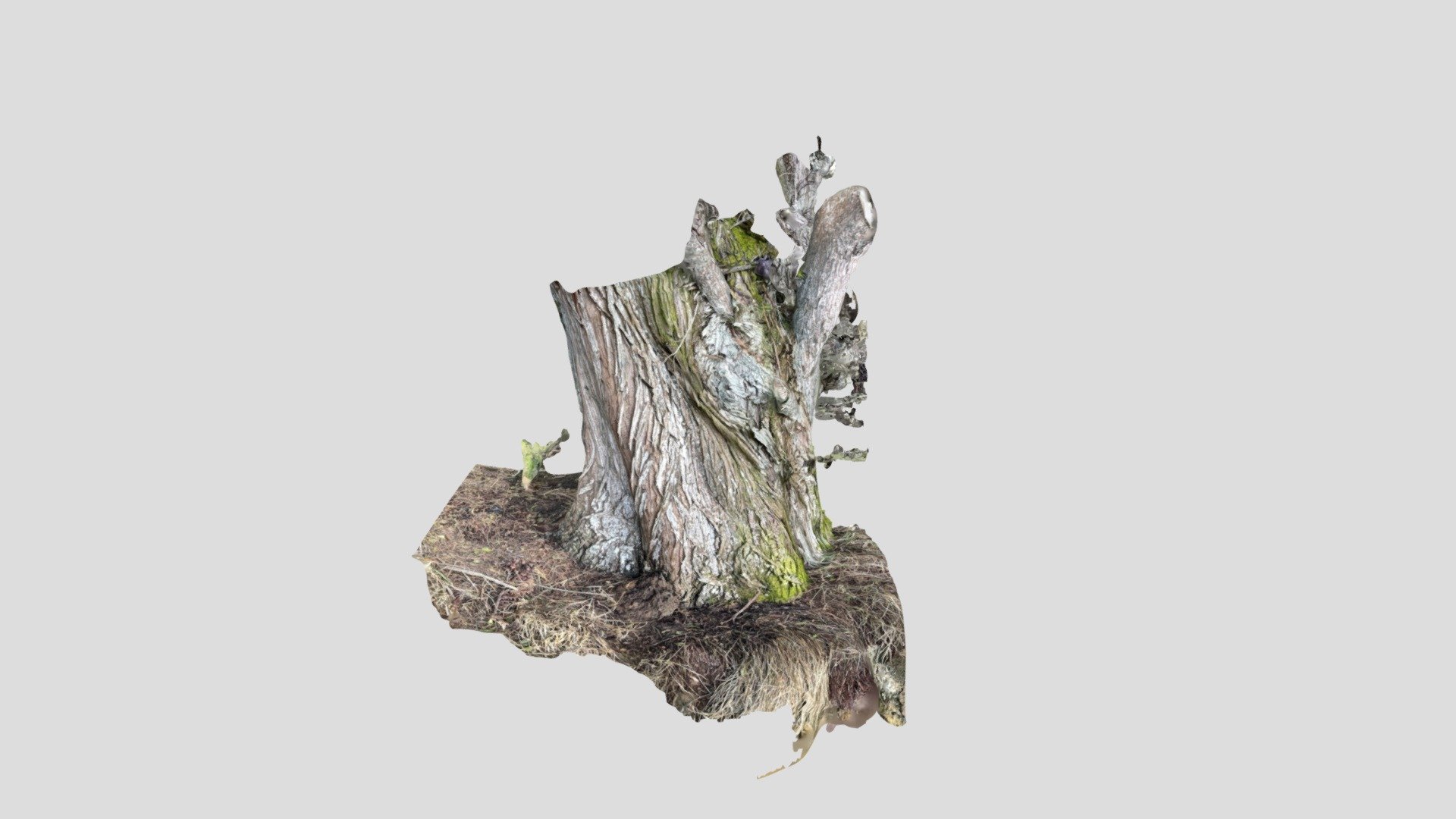 Tree-TAB20220102 — Sketchfab embed 3D viewer
