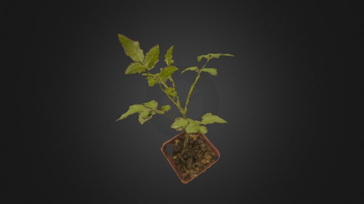 Tomato plant (SfM) 3D Model