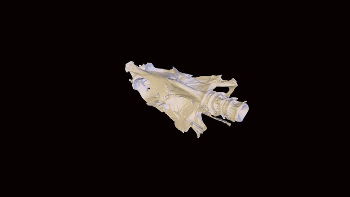 Jack Crevalle Neurocranium 3D Model
