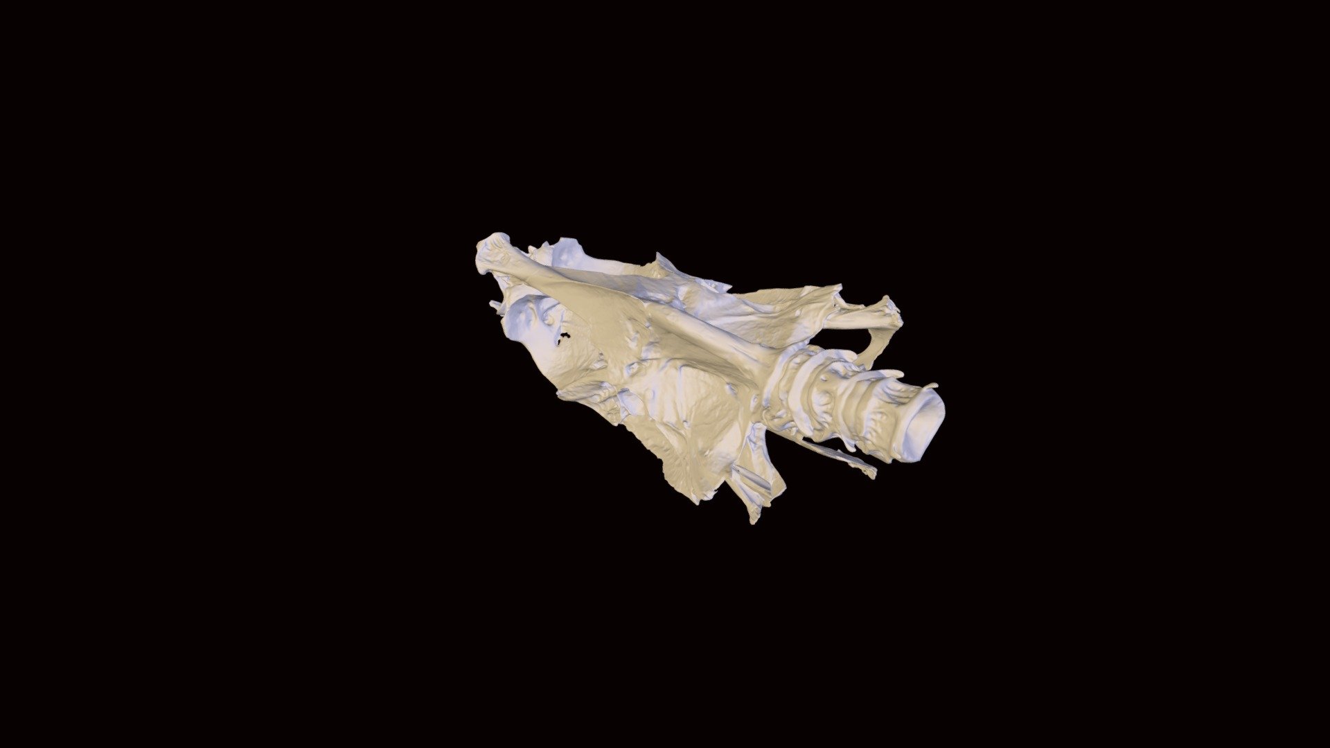 Jack Crevalle Neurocranium — Sketchfab embed 3D viewer