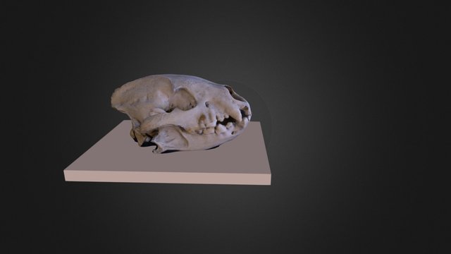 Craneo de un jaguar 3D Model