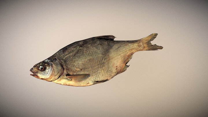 photo realistic low poly scanned big dried Fish 3D Model
