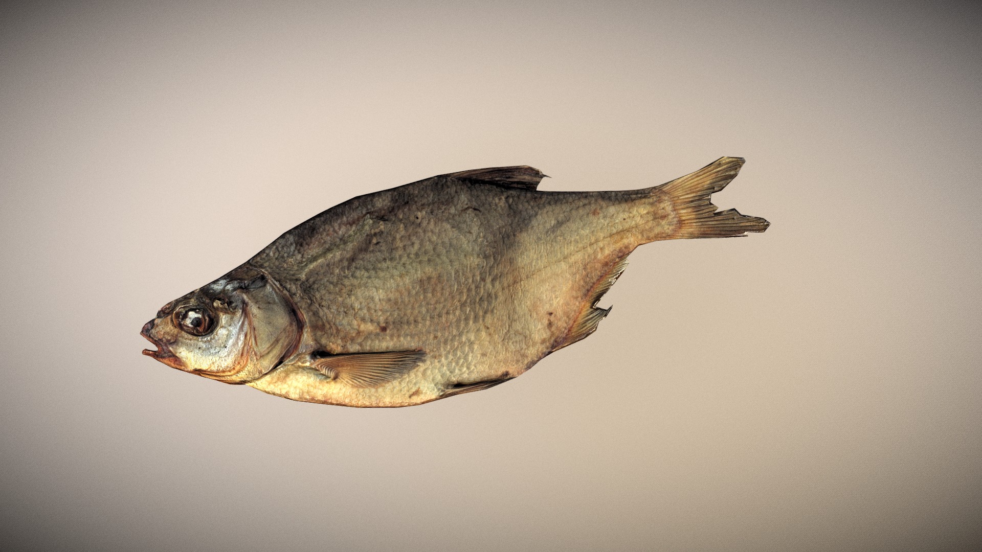 3D model photo realistic low poly scanned big dried Fish - This is a 3D model of the photo realistic low poly scanned big dried Fish. The 3D model is about a fish with a long tail.