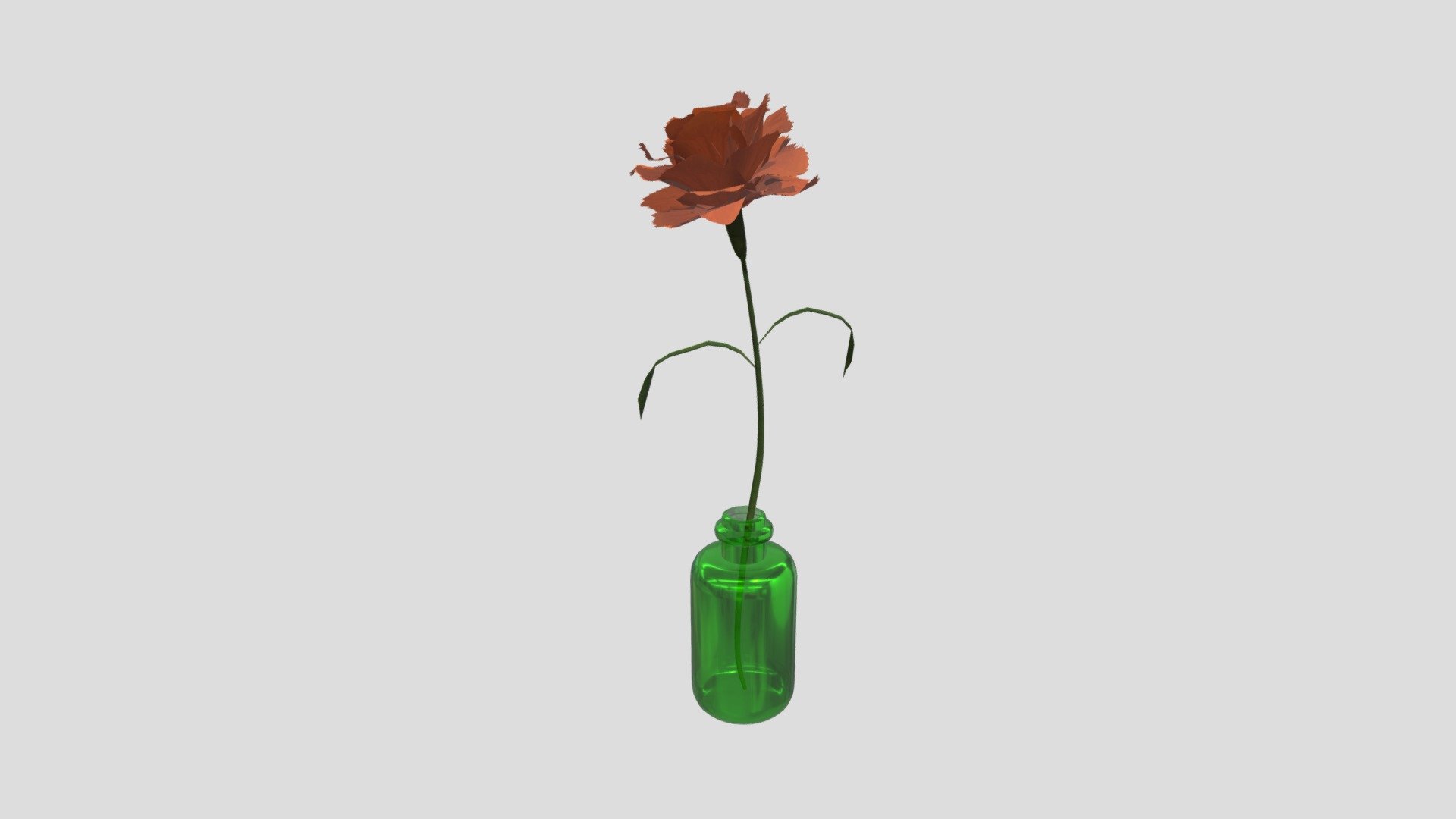 Single flower / Carnation Orange