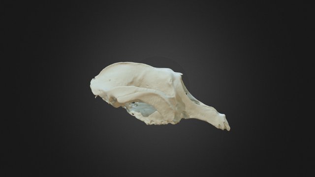 Propalorchestes cranium 3D Model