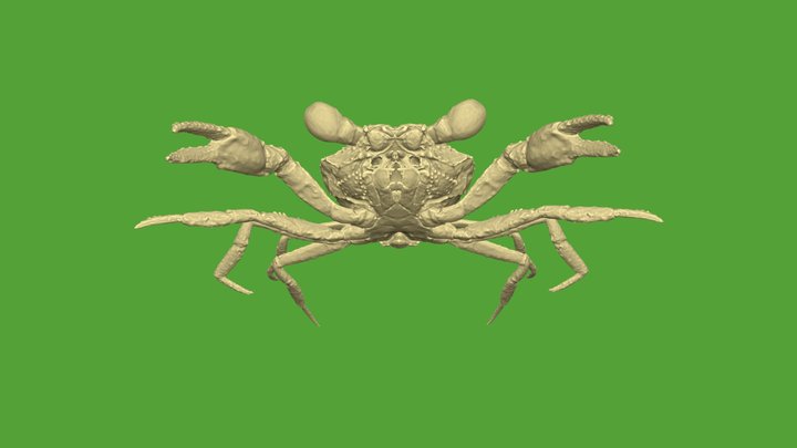 Cretapsara athanata, Cretaceous crab, 3D model 3D Model