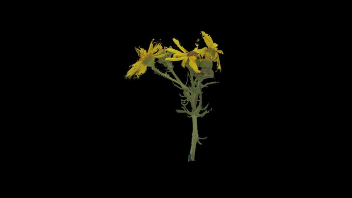 Крестовник 3D Model