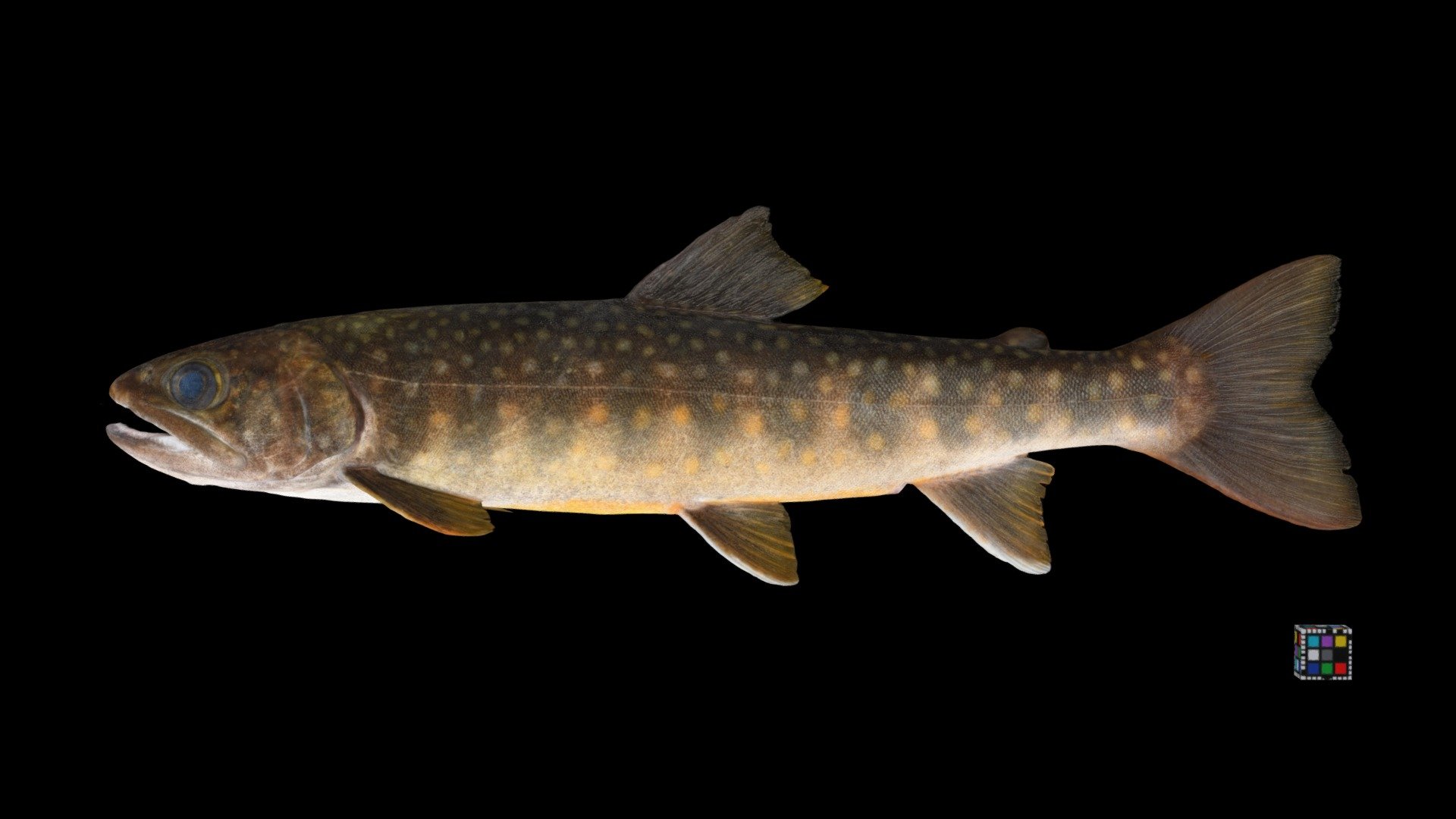 ニッコウイワナ ♂ White-spotted Charr, S. l. pluvius
