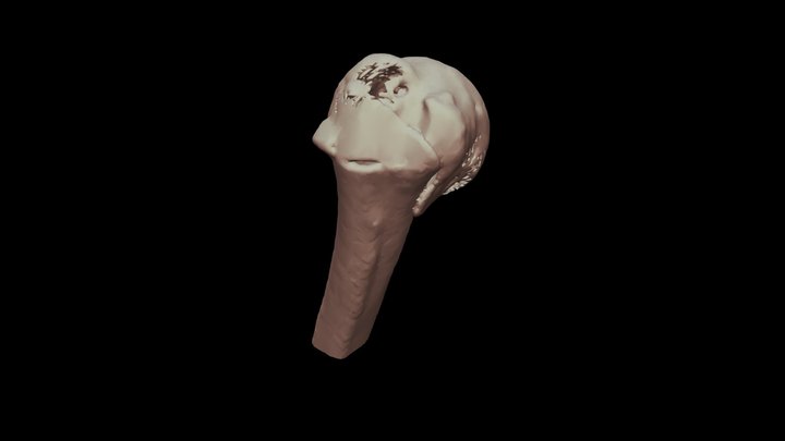 KANUBHAI 3D Model