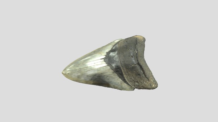 Megalodon-fossil-shark-tooth 3D Model