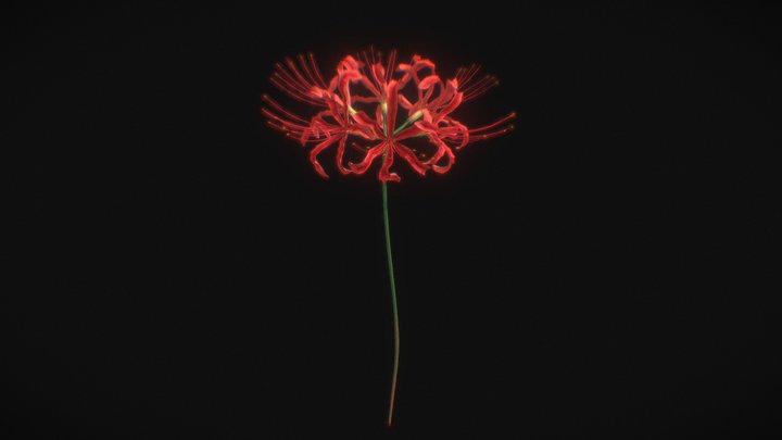 Spider Lily (Lycoris Radiata) 3D Model