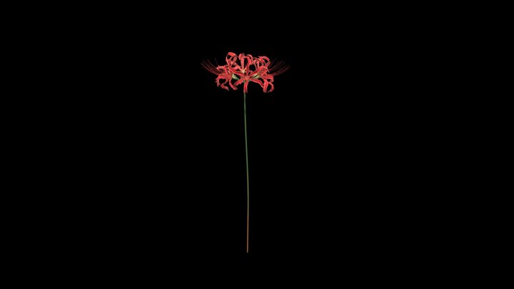 Spider Lily (Lycoris Radiata) 3D Model